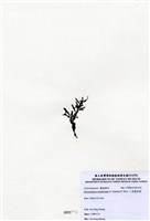 藏品(三角翼枝藻)的圖片